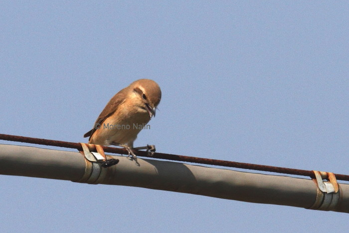 Averla isabellina (Lanius isabellinus)