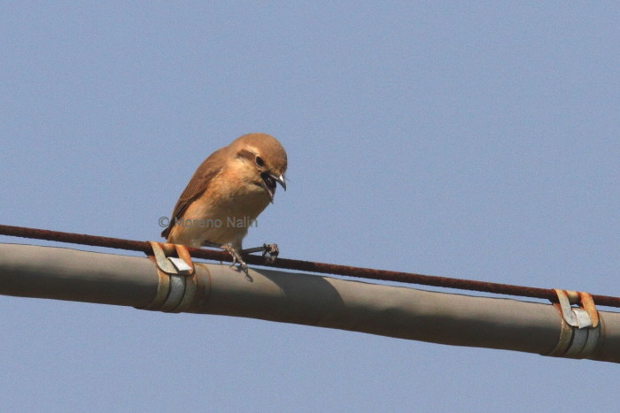 Averla isabellina (Lanius isabellinus)