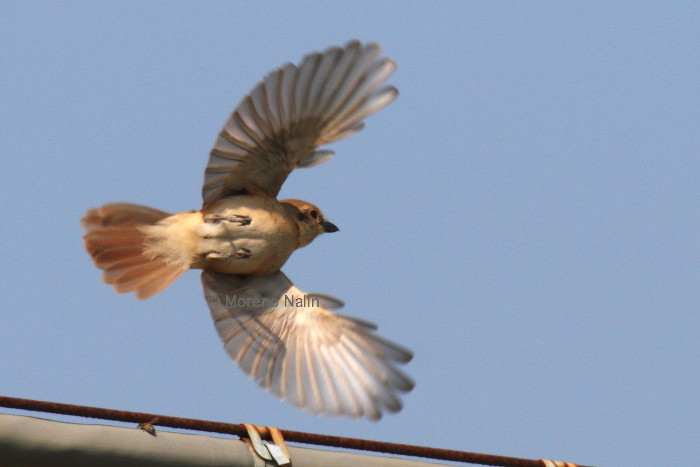 Averla isabellina (Lanius isabellinus)