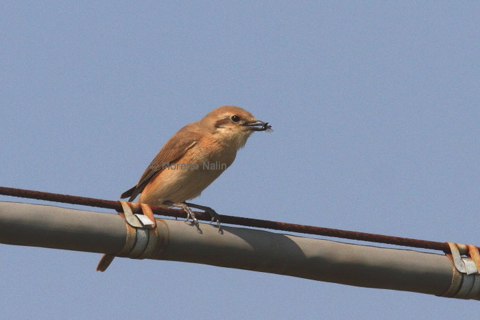 Averla isabellina (Lanius isabellinus)