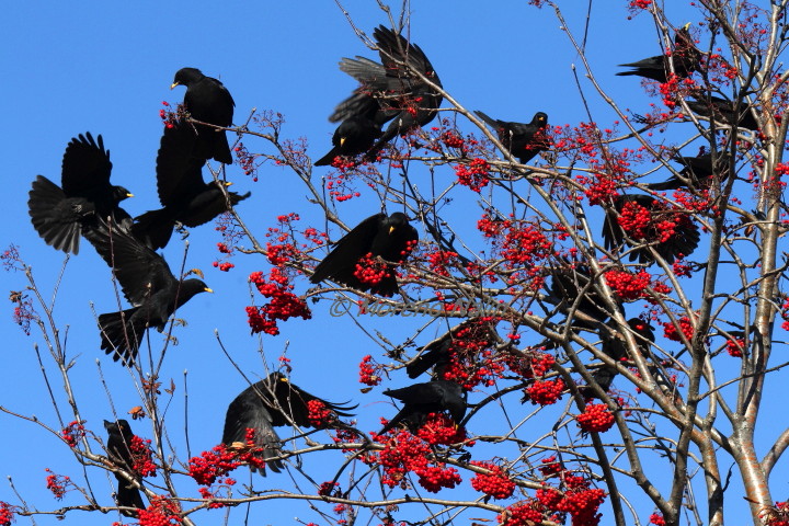 Il sorbo degli uccellatori
