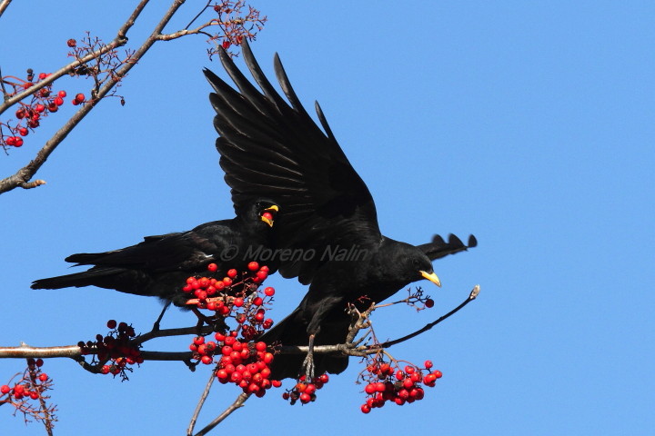 Il sorbo degli uccellatori