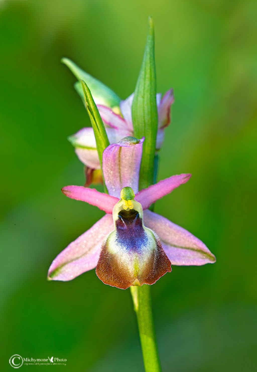 Orchidea Da determinare