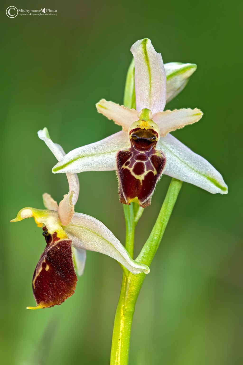 Seconda Orchidea da  determinare
