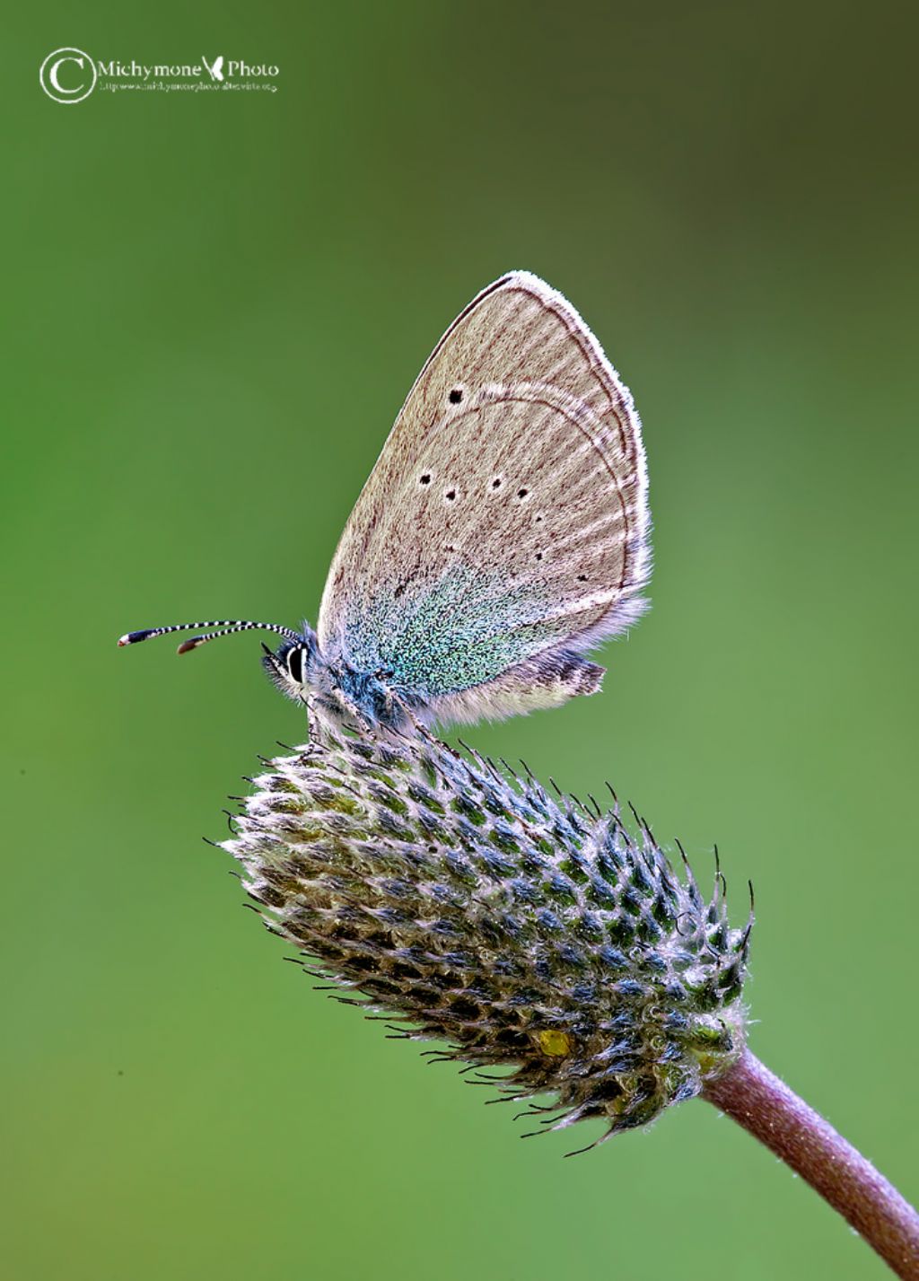 id licenide