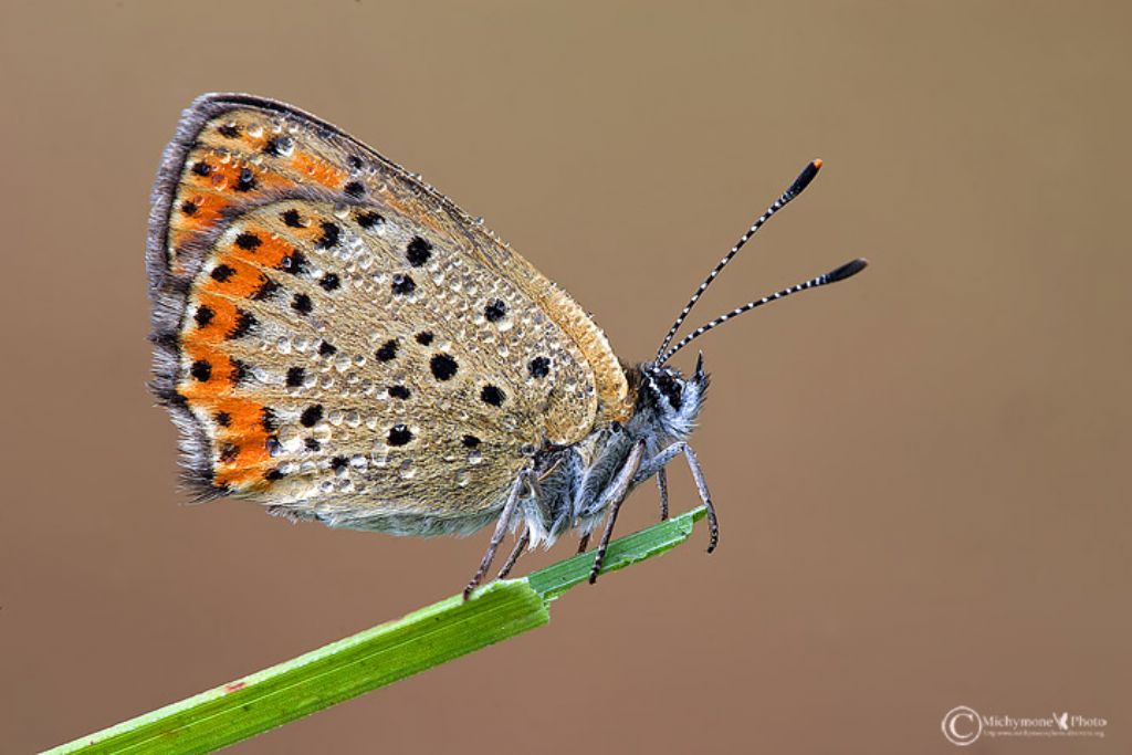 id licenide - Lycaena tityrus