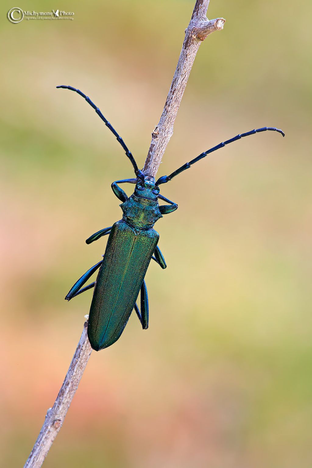 Aromia moschata, femmina