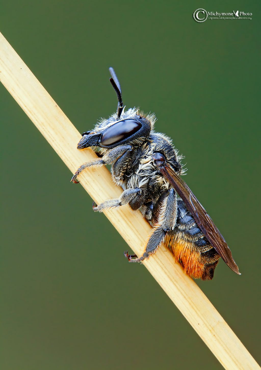 id insetto sconosciuto: Megachile sp., femmina