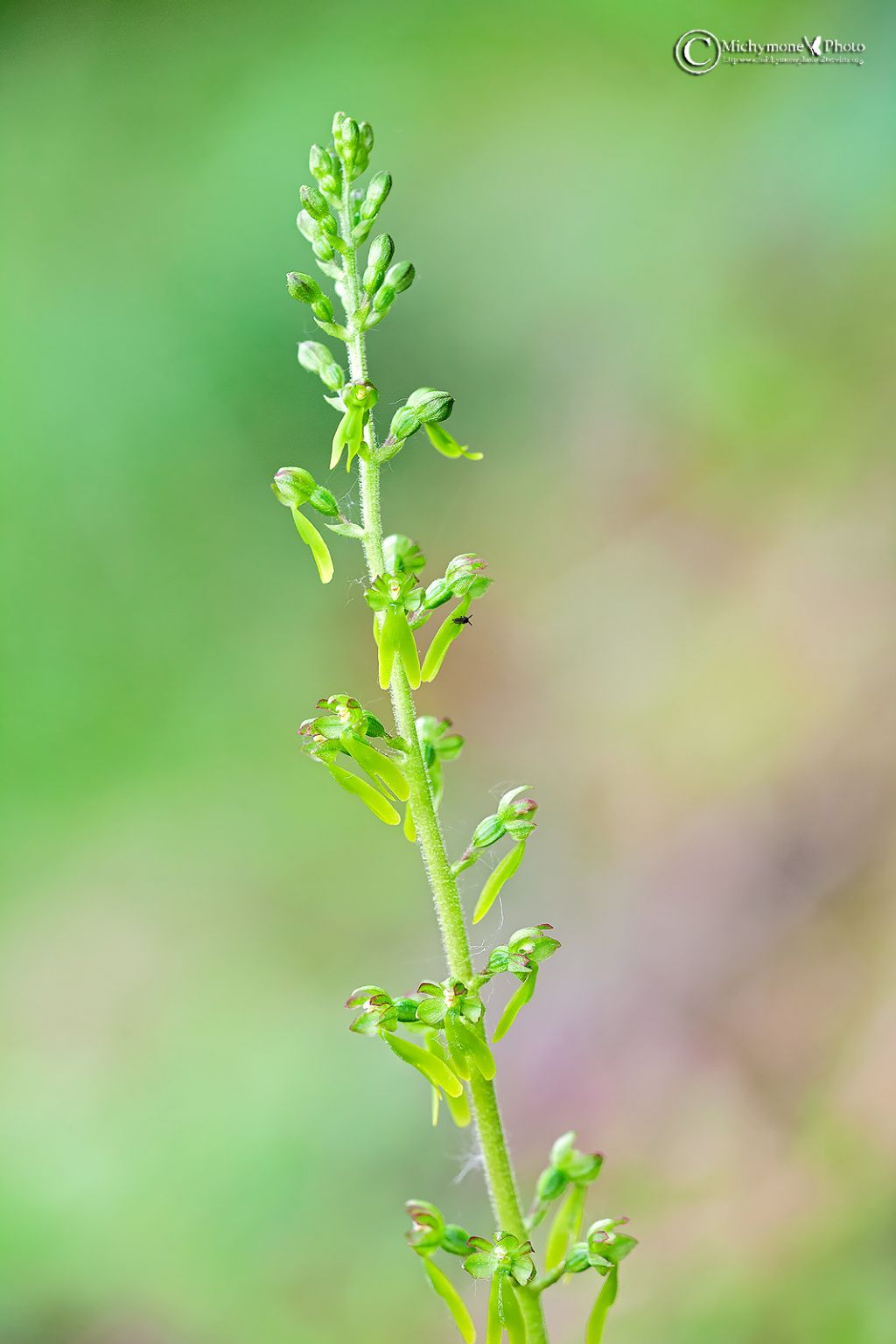 Garfagnana - Neottia ovata