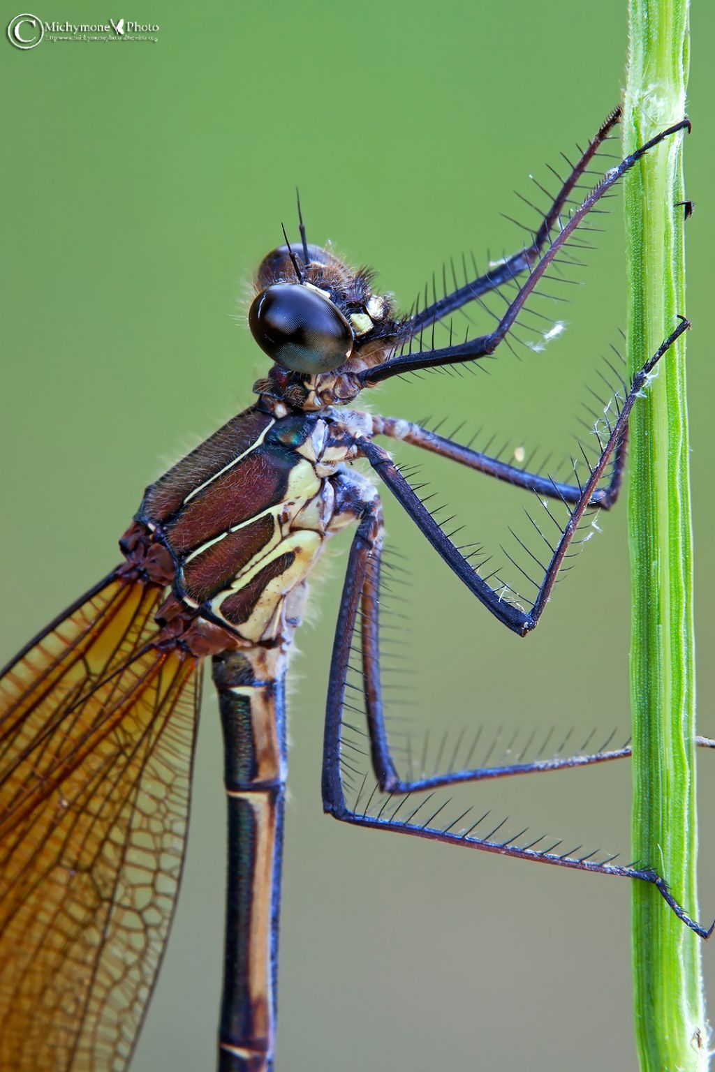 id aiuto: Calopteryx haemorrhoidalis
