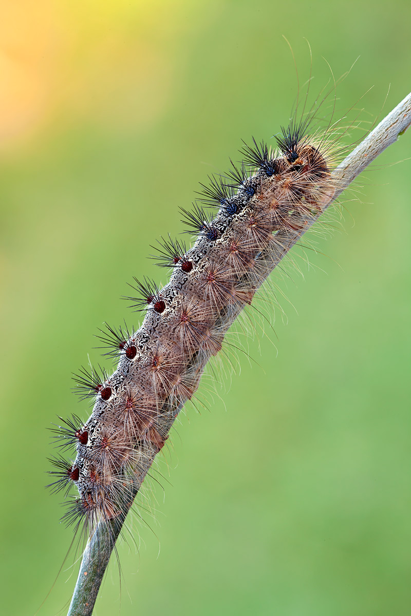 Bruco sconosciuto - Lymantria dispar