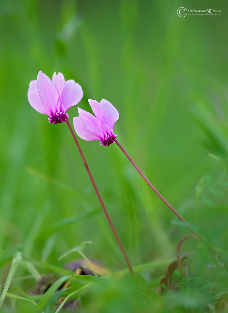 Cyclamen hederifolium Aiton