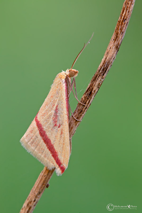 Id Falena - Rhodometra sacraria