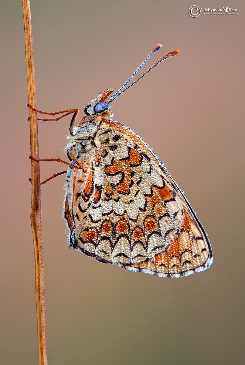 id farfalle
