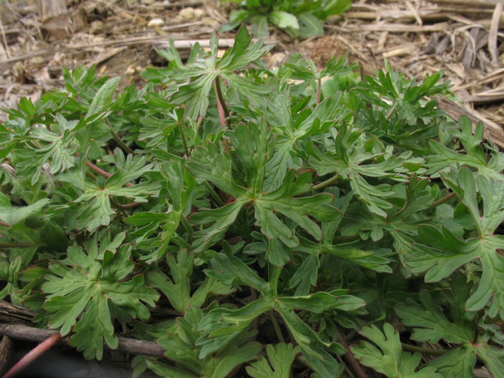 pianta erbacea - Geranium sp.