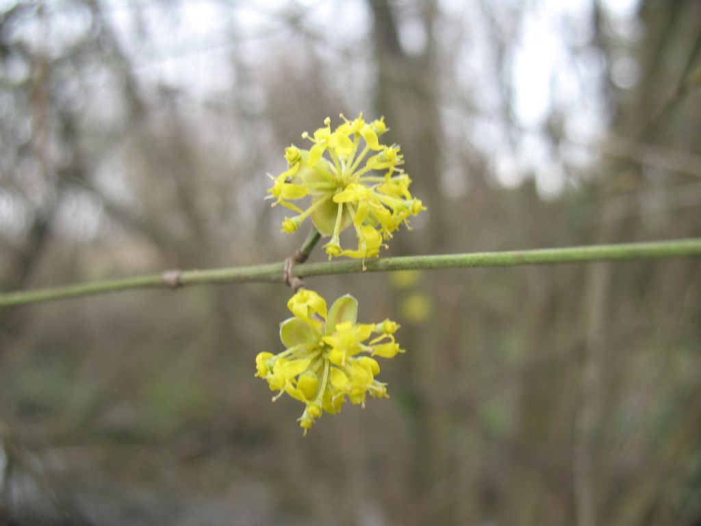 Cornus mas
