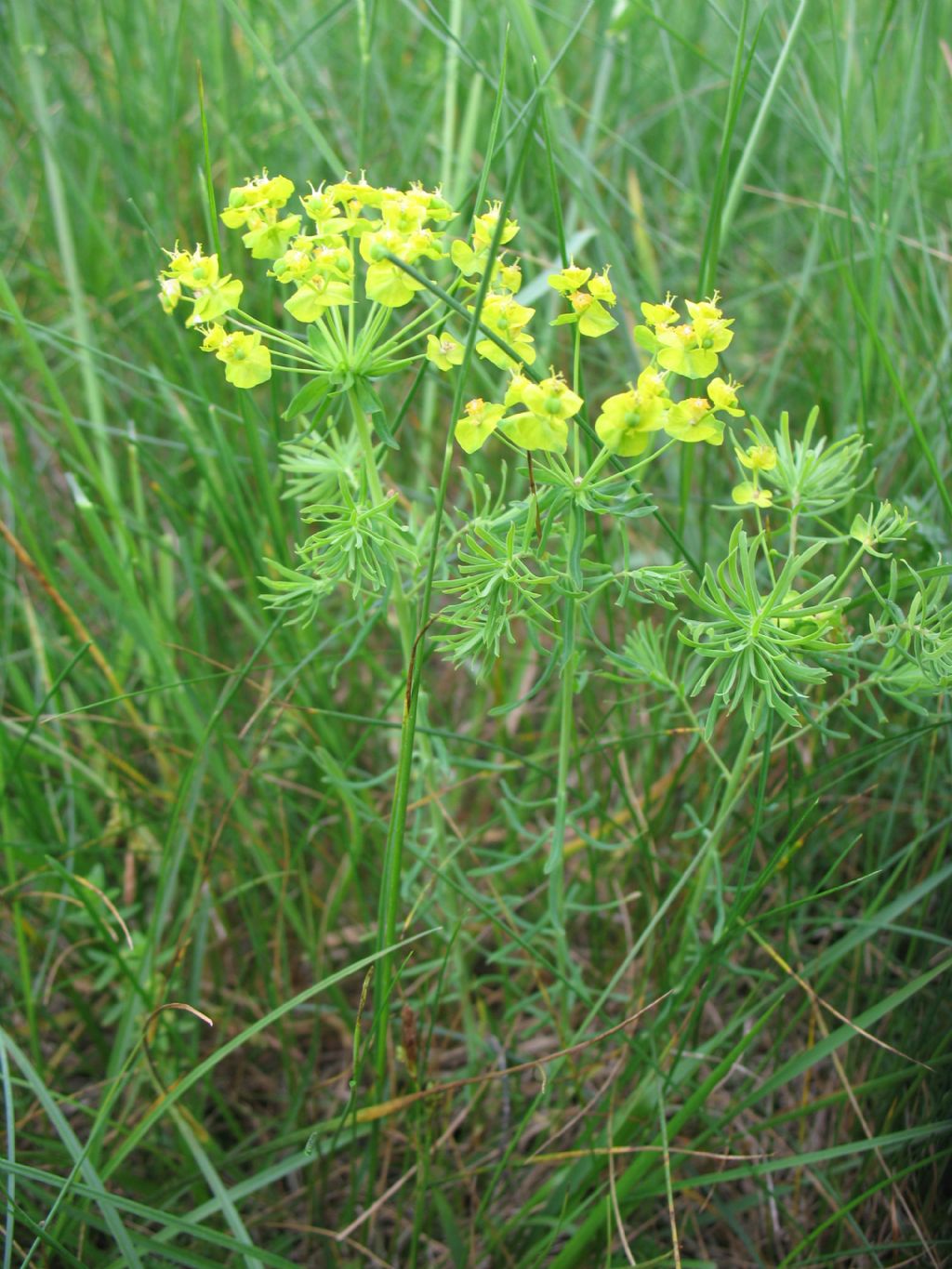 Euphorbia cyparissias