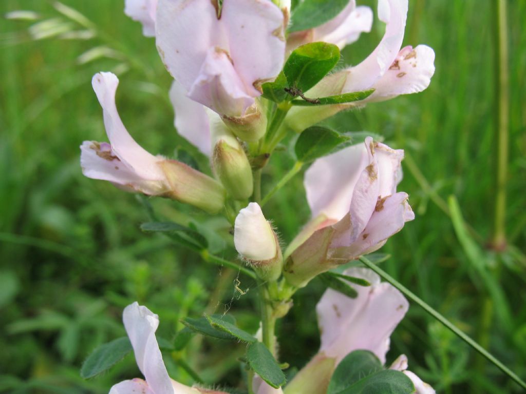 piantina dai fiori rosa - Cytisus sp.