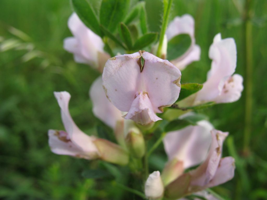 piantina dai fiori rosa - Cytisus sp.