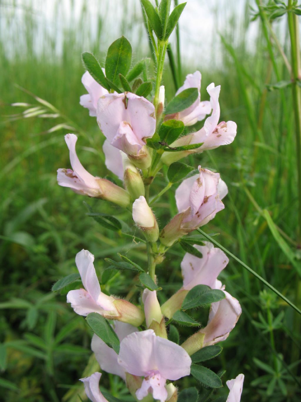 piantina dai fiori rosa - Cytisus sp.