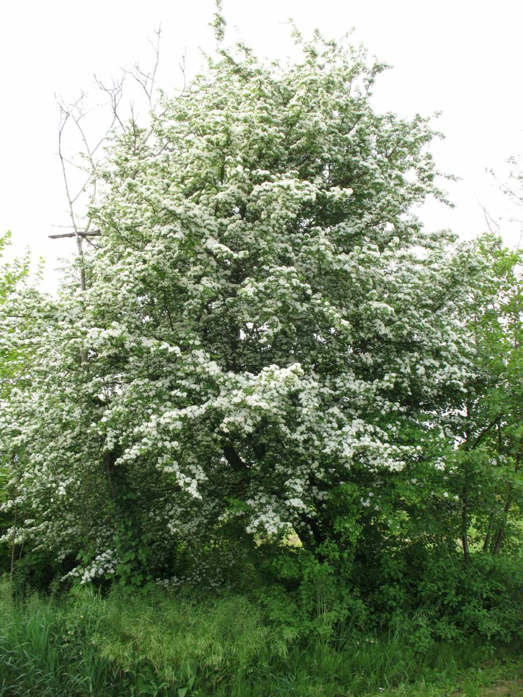 Crataegus monogyna
