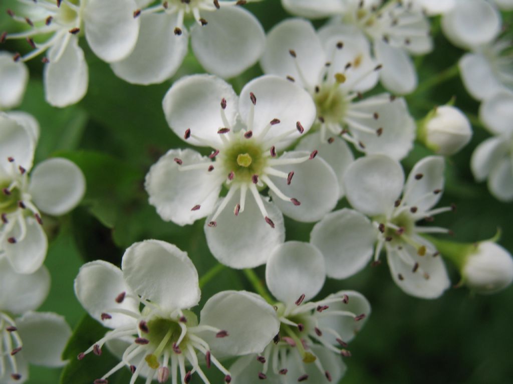 Crataegus monogyna
