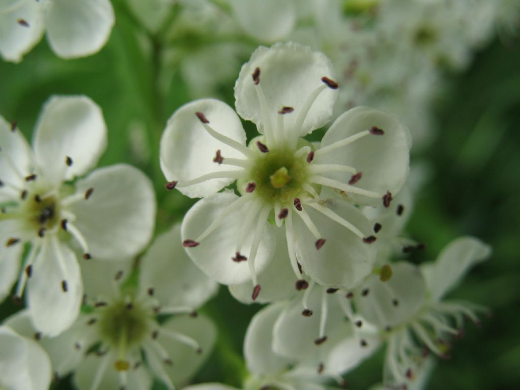 Crataegus monogyna