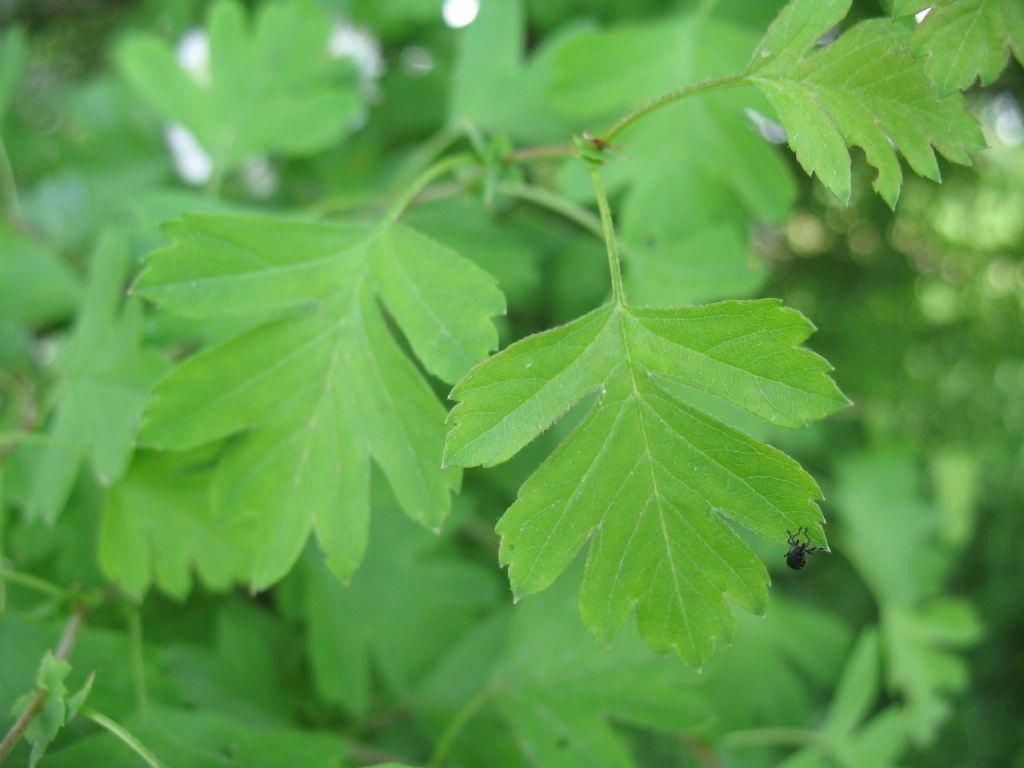 Crataegus monogyna