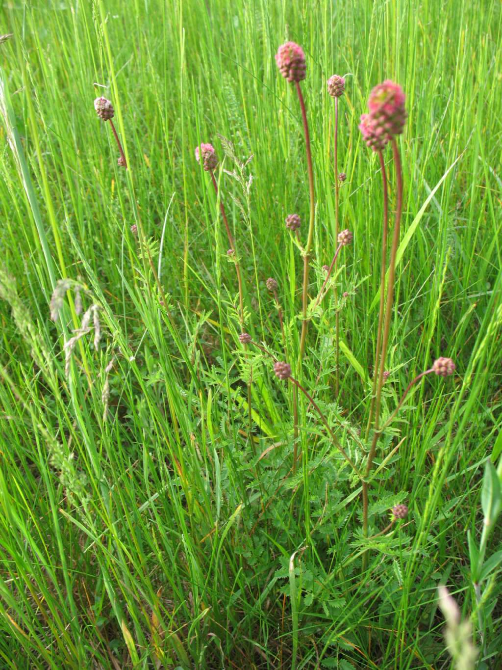piantina dai fiori rossi - Sanguisorba minor
