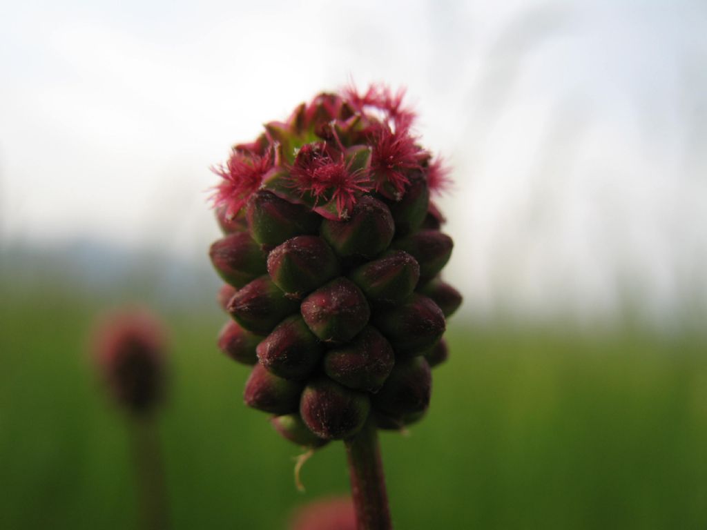 piantina dai fiori rossi - Sanguisorba minor