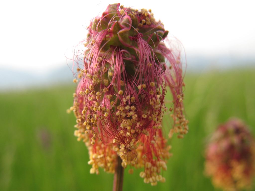 piantina dai fiori rossi - Sanguisorba minor