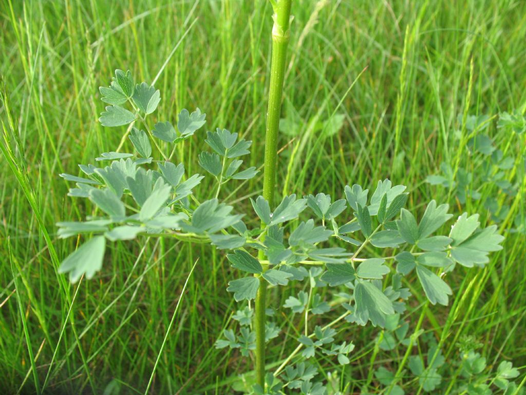 piantina da determinare - Thalictrum sp.