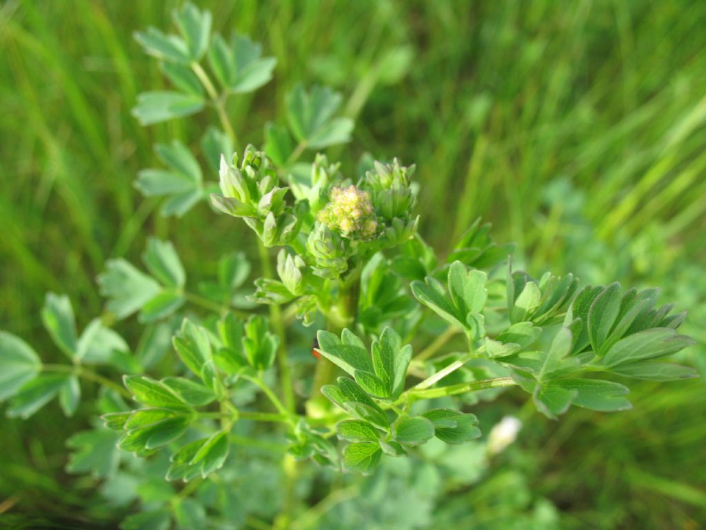 piantina da determinare - Thalictrum sp.