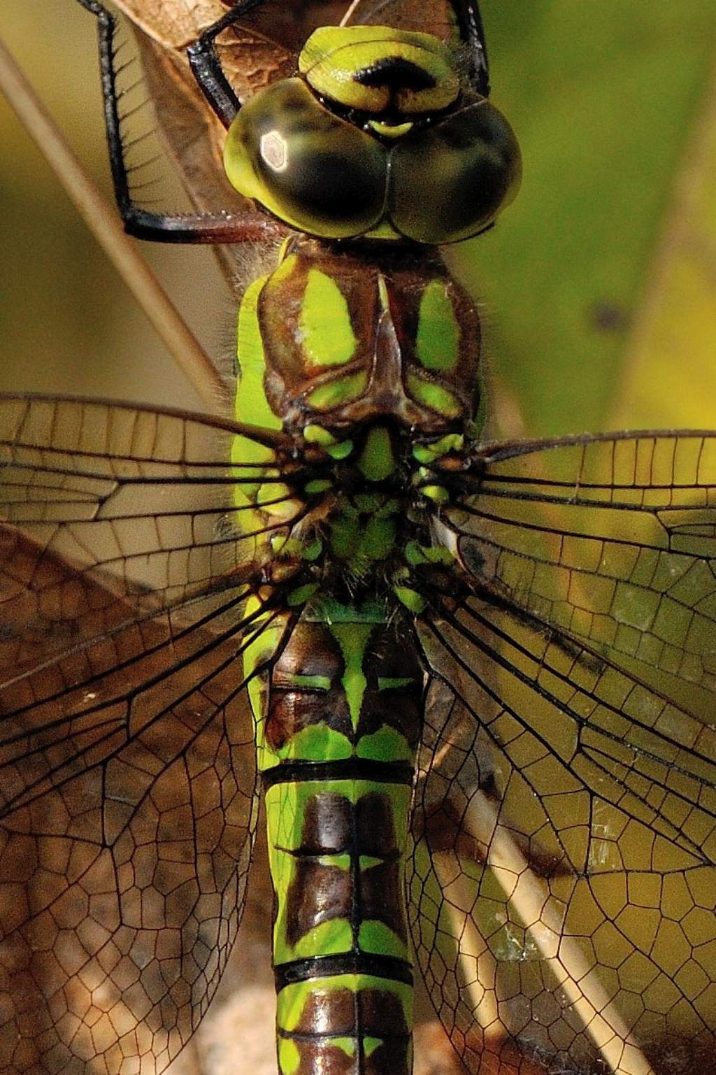 Parliamo di: scheda Aeshna cyanea (finalmente disponibile)