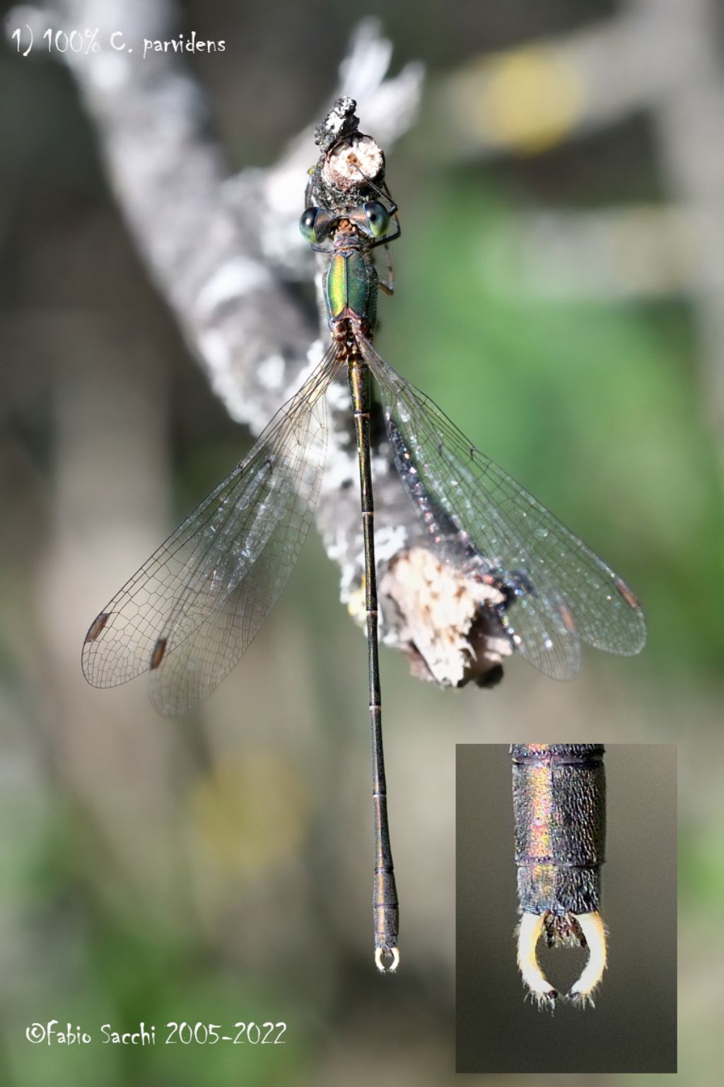 Chalcolestes sp.