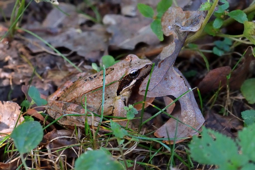 Rana dalmatina? Rana latastei