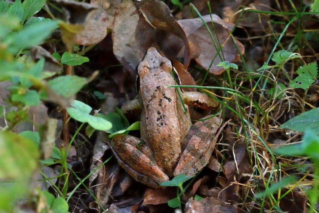 Rana dalmatina? Rana latastei