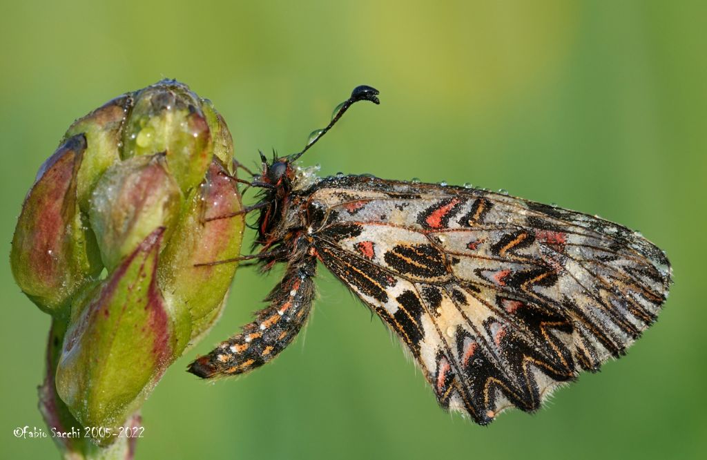 ancora su Zerynthia polyena e Zerynthia cassandra