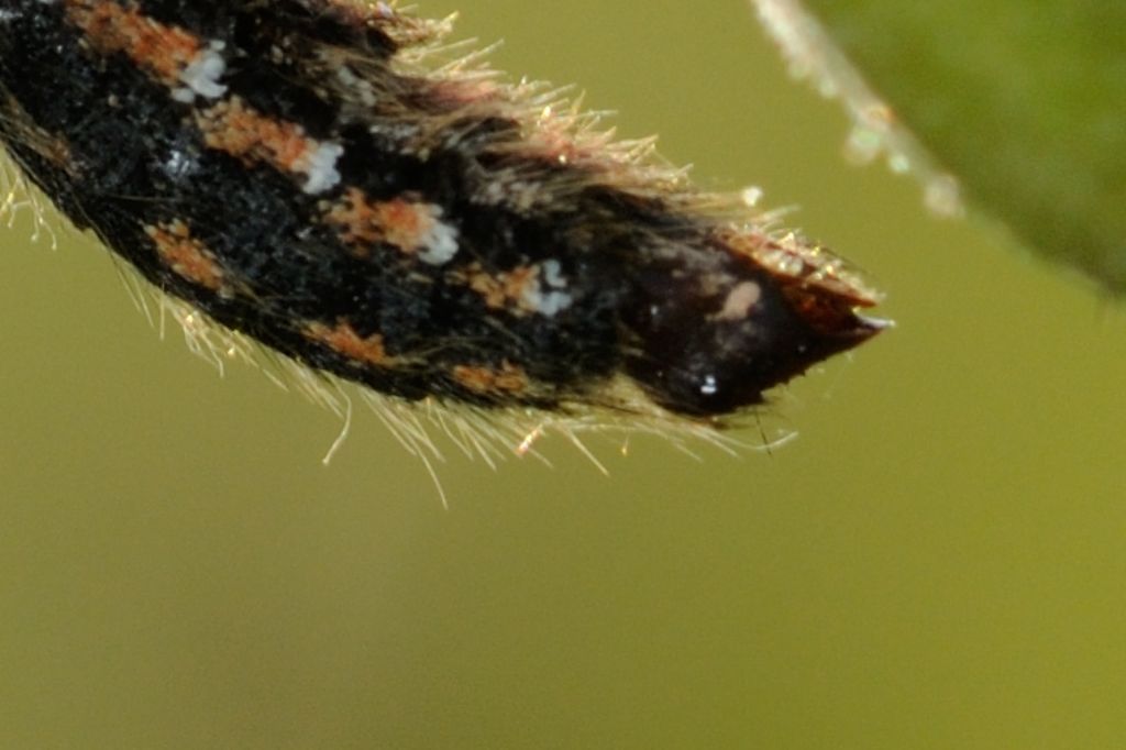 ancora su Zerynthia polyena e Zerynthia cassandra