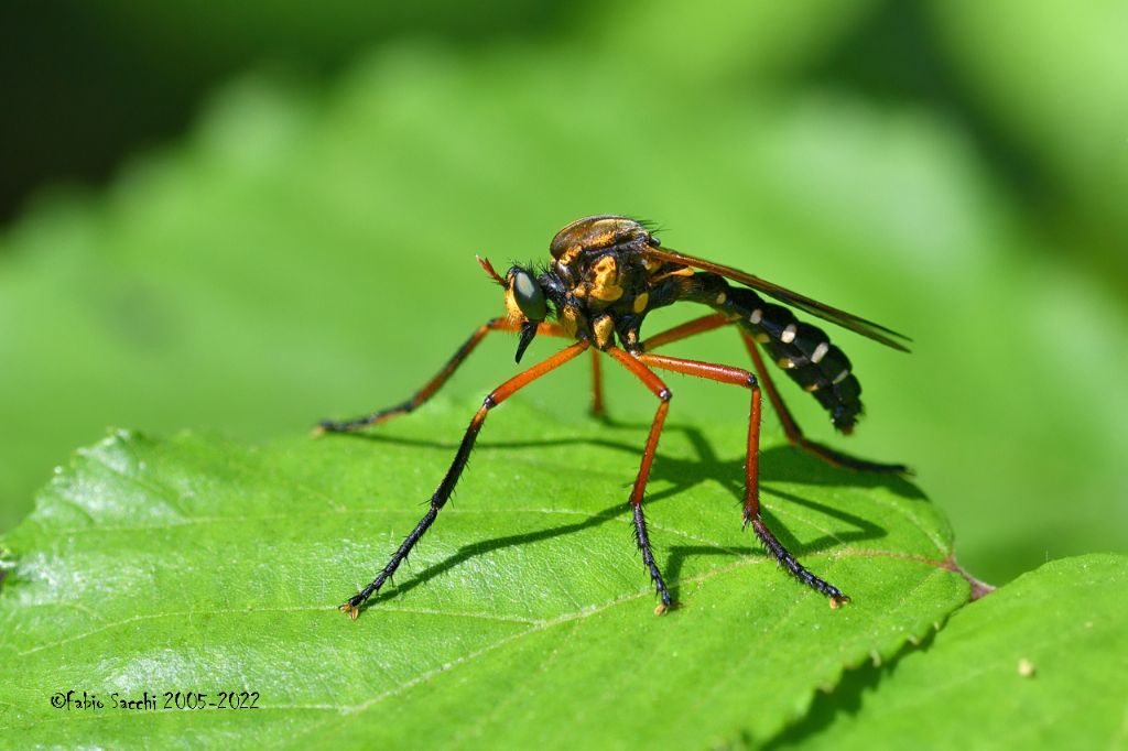 Asilidae: Molobratia teutonus