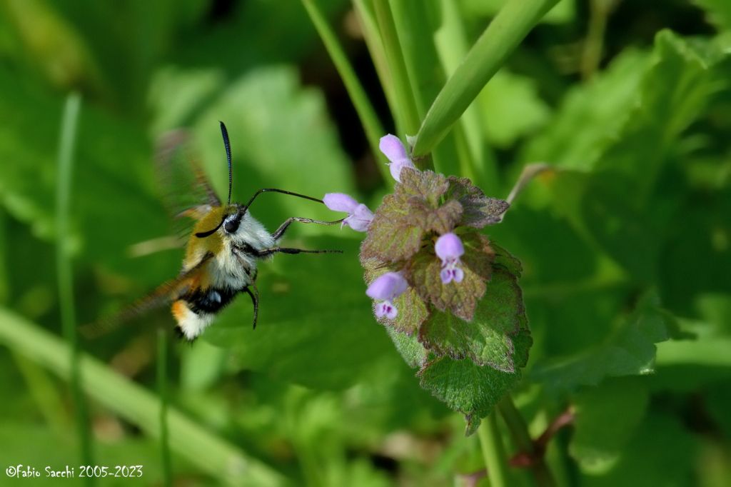 Hemaris tityus