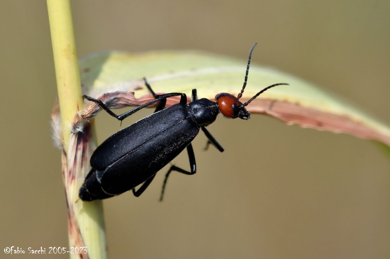 Meloidae: Epicauta rufidorsum