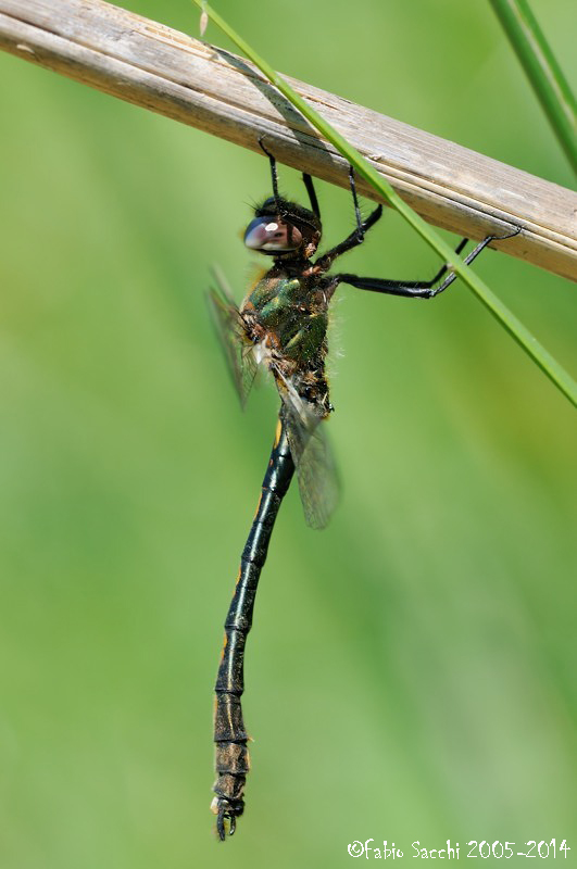 Oxygastra curtisii (Dale, 1834)