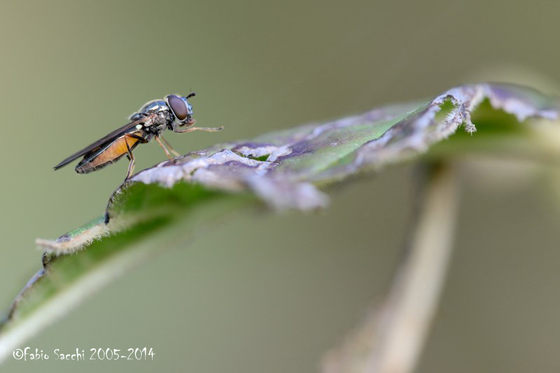 Melanostoma sp.(Syrphidae)