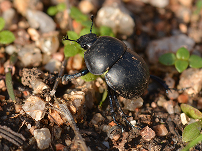 Coleotteri in Sardegna