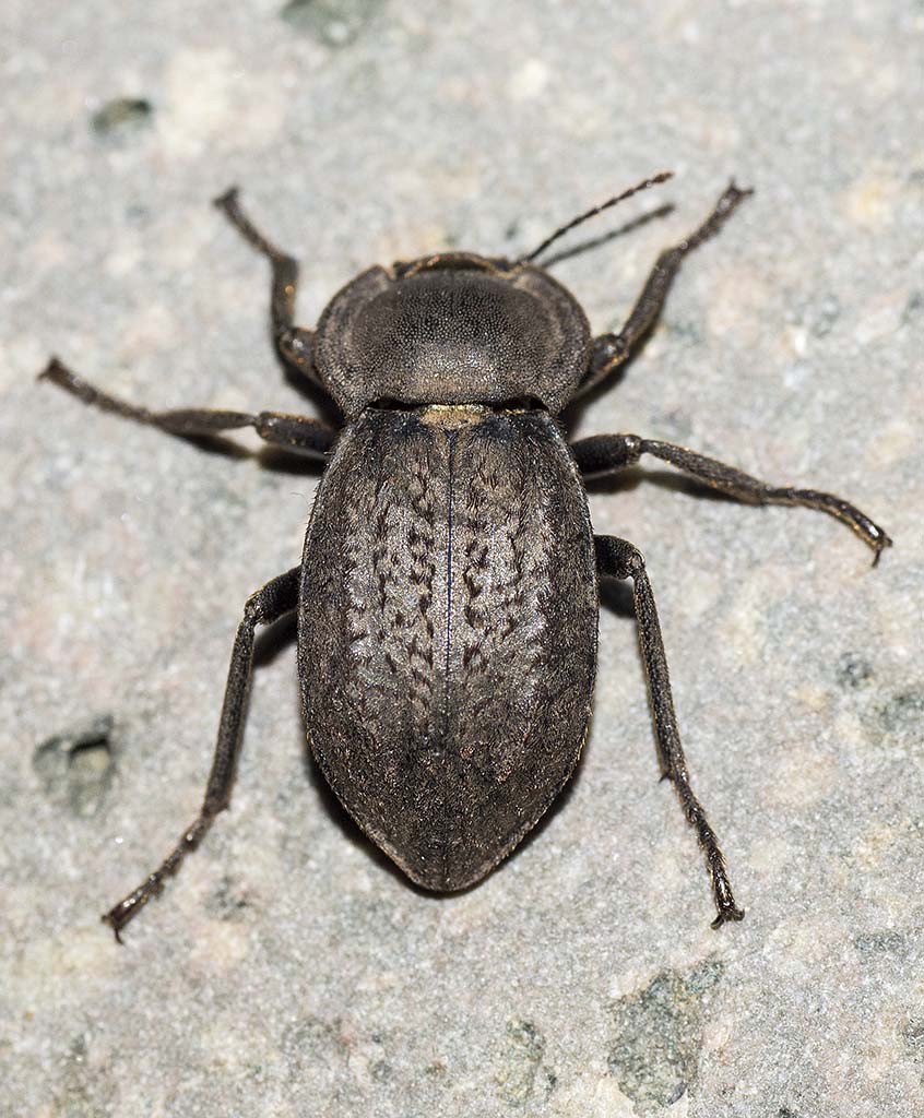 Asida corsica corsica?