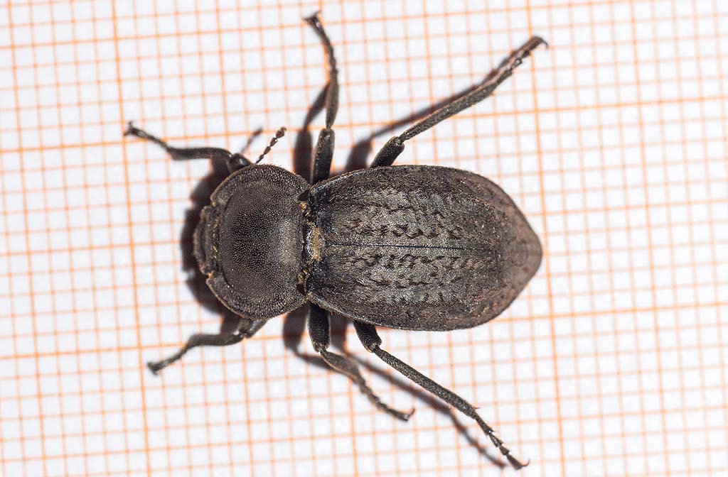 Asida corsica corsica?