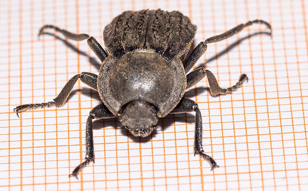 Asida corsica corsica?