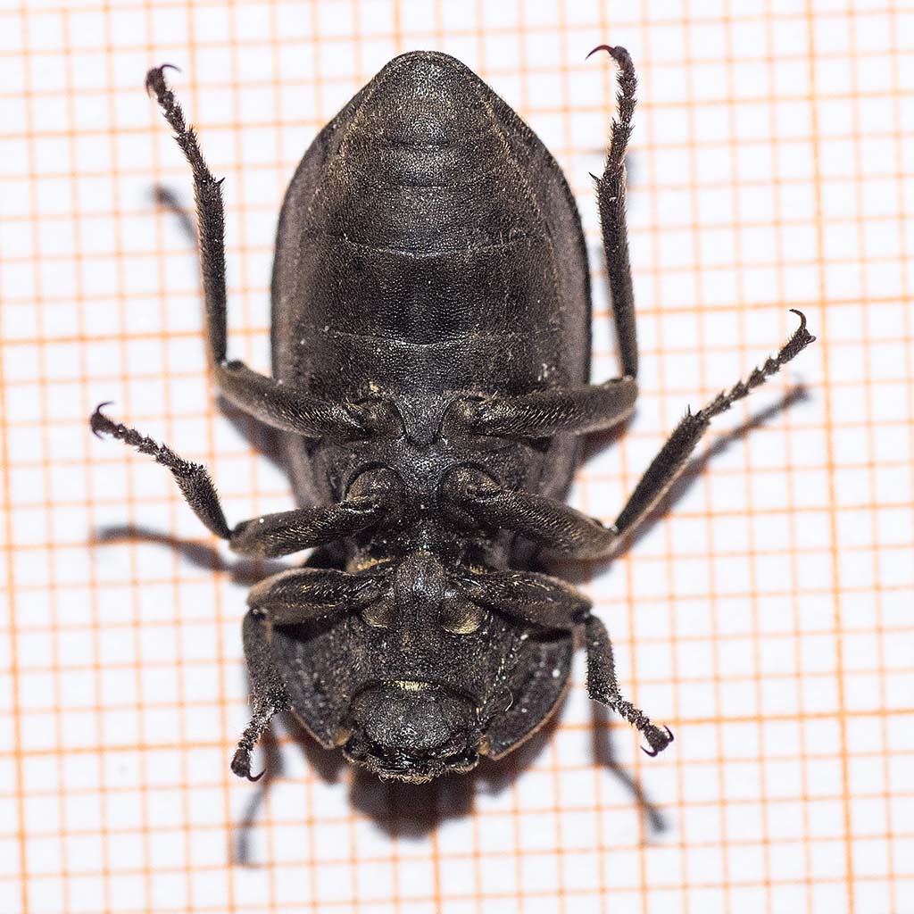Asida corsica corsica?