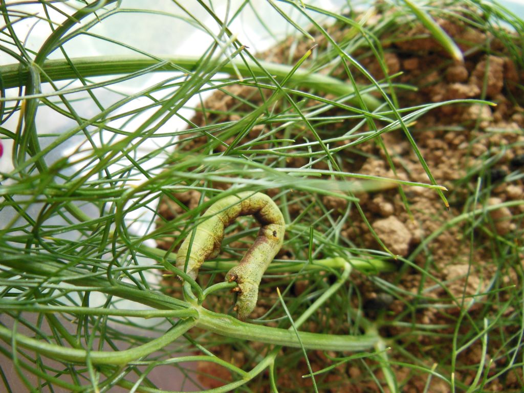 identificazione bruco